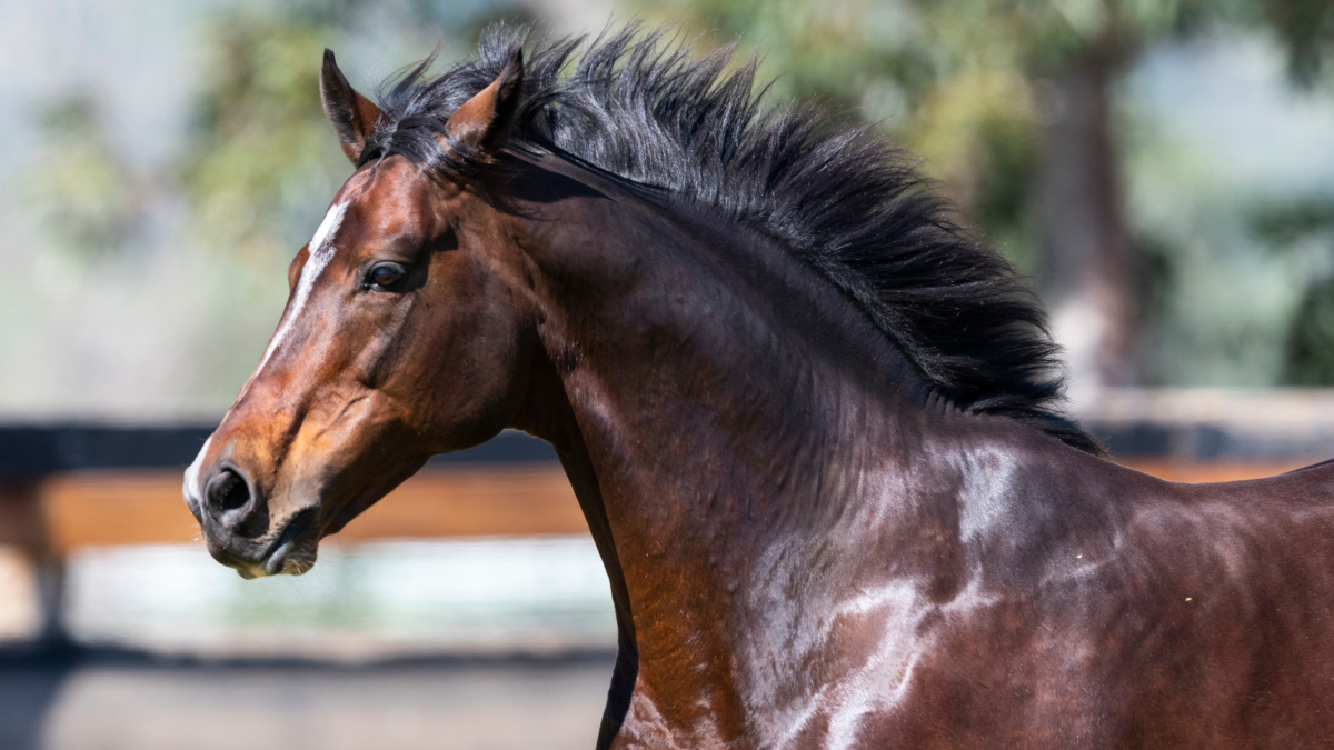 ArrowfieldStud's tweet photo. Super-impressive TAB Trophy LR win @FlemingtonVRC by Ain'tnodeeldun, giving Dundeel his 2nd stakes win in 3 days after Victoria Quay's Wakeful S. G2. Congratulations T: @FreedmanRacing, O/B: Bruce Wilson's Glentree, O: @MuskCreekFarm & co, V: @BhimaTBreds & Buyer: @blueskybstock! https://t.co/OWNgGFBwj4