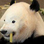 あの可愛さはやっぱり模様のおかげ？!もしもパンダの目元が真っ白だったら･･･!