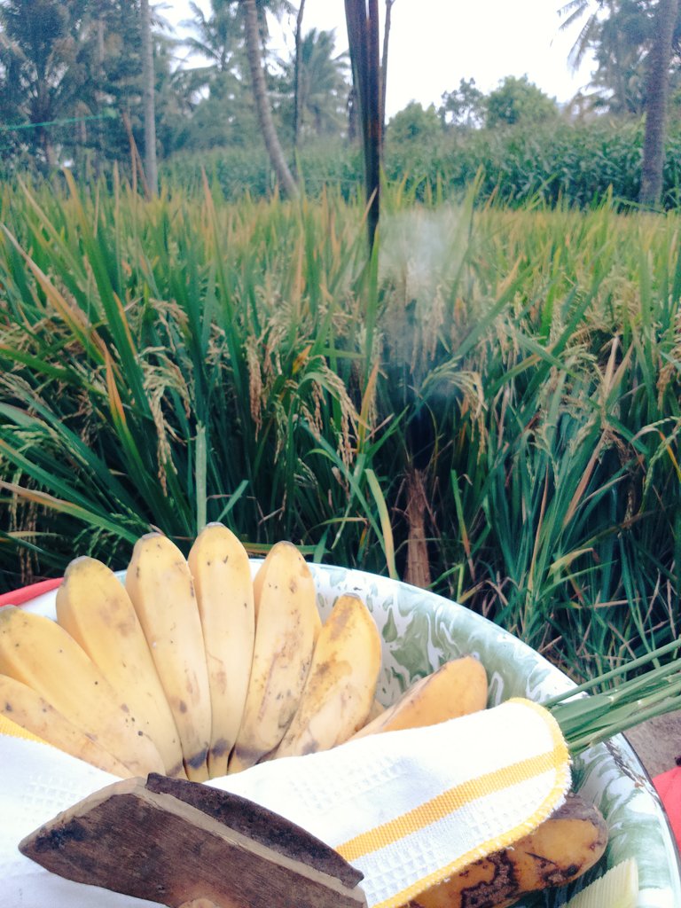 tjahtipis's tweet photo. Siang ini ke sawah acara metil yg berarti sebantar lagi padi akan dipanen.Ini adat di tempat tinggalku yg sampai saat ini kami masih melestarikanya.Tujuan kami disini menyampaikan rasa terimakasih ke Tuhan,atas segala limpahan-Nya kepada kami #Metil https://t.co/aAPcsMOvby