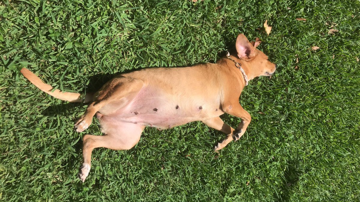 Gracie loves laying in the sun 🌼