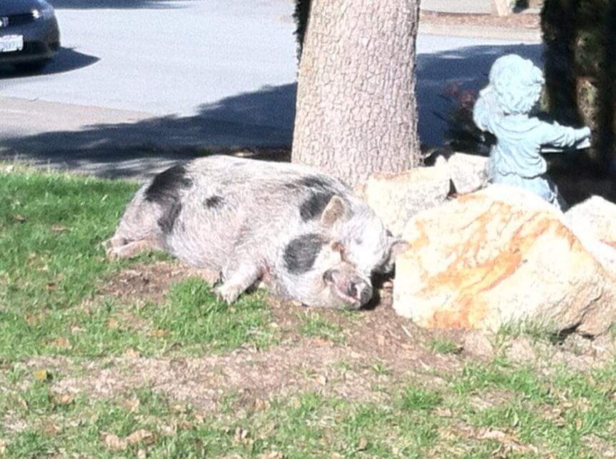 Here is a picture of Willy the Pig. Willy the Pig lived in the open and infenced front yard of a suburban house of a very large town in CA. He was always happy to see you. Please keep him nearby if you need him tomorrow.