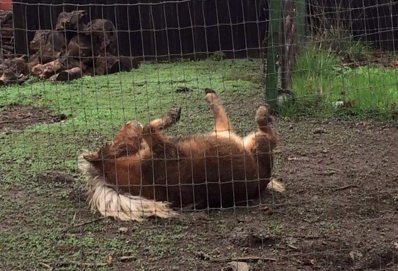 Down the street from Willy lives The Shaggy Pony (her name is Trixie but really it’s The Shaggy Pony)