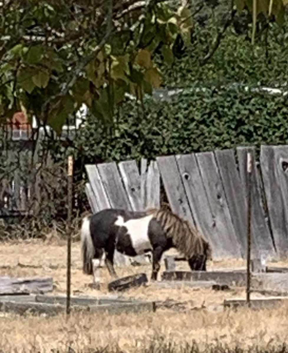 And they are both friends with their next door neighbor Spotty Pony who refuses to fucking pose because he’s a bad pony