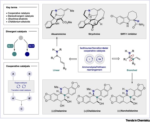 In a new Spotlight, Stephanie Meyer and Ryan Gilmour highlight a recent article by @SnaddonG on a modular, cooperative catalysis platform to access linear and branched homoallylic amines. #RealTimeChem bit.ly/3ejf1su