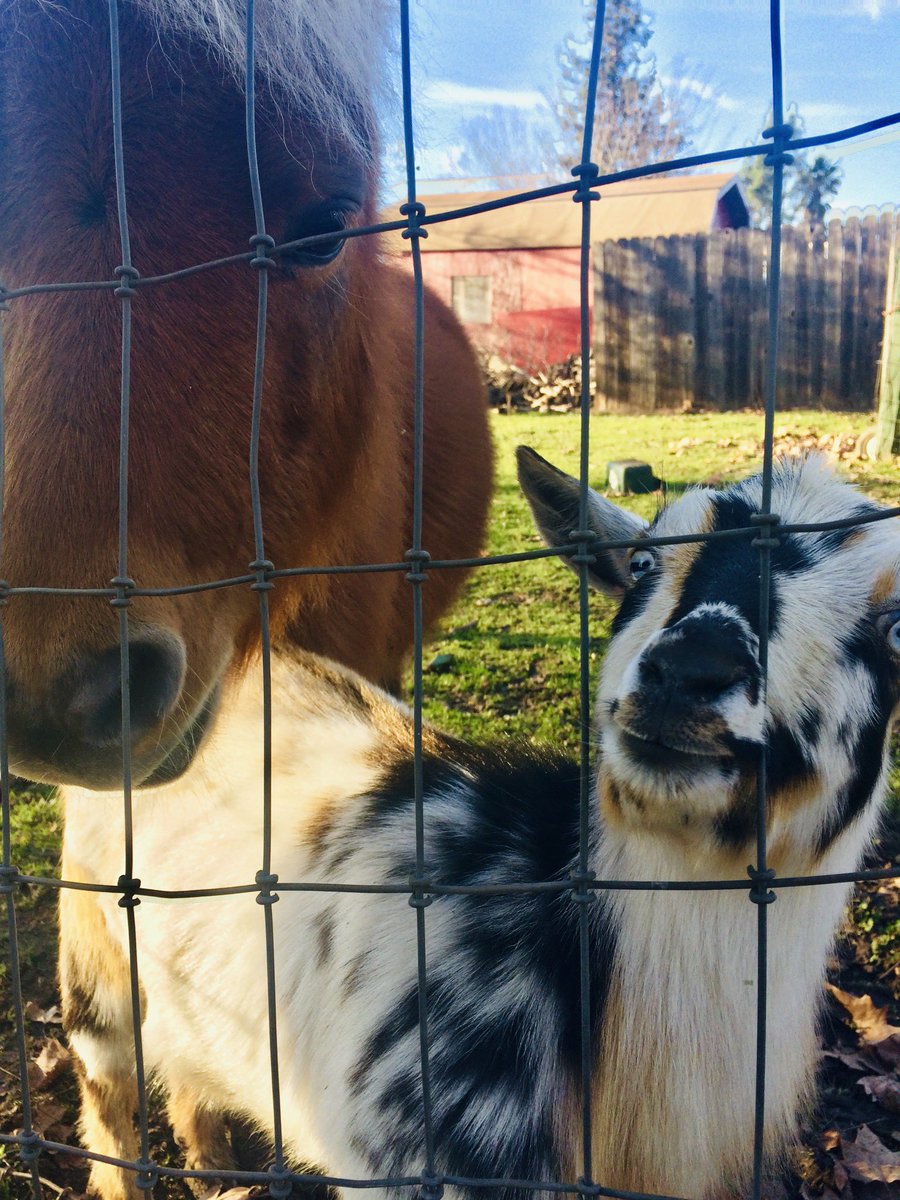 Shaggy Pony is friends with The Party Goat (he makes a weird sound like a party horn)