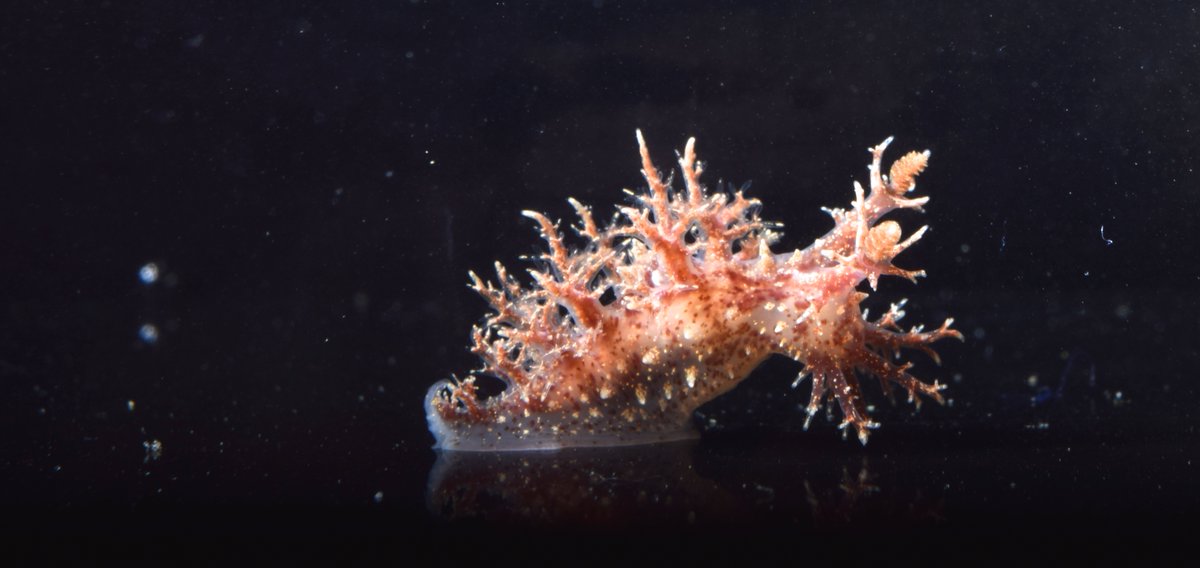 DrewHarvell's tweet photo. @Yara_Haridy This Dendronotis nudibranch is a more refined pink, but the serpulid tubeworm, which is a perfect match to a #Blaschka glass model in #ASeaofGlass is a perfect match to your #PandemicPink https://t.co/oRM16J7wT0