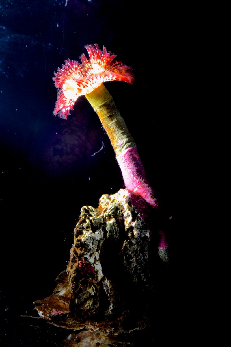 DrewHarvell's tweet photo. @Yara_Haridy This Dendronotis nudibranch is a more refined pink, but the serpulid tubeworm, which is a perfect match to a #Blaschka glass model in #ASeaofGlass is a perfect match to your #PandemicPink https://t.co/oRM16J7wT0