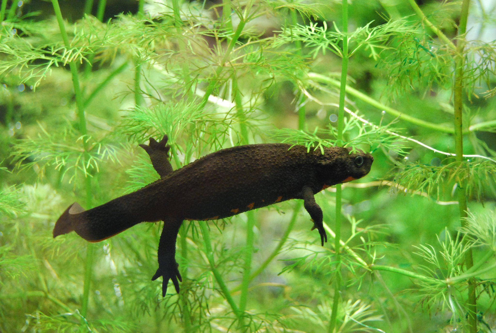 多摩動物公園 公式 インターネット上でアカハライモリの売買がここ数年で急増していて 照井 の調査によれば09 19年に14 594個体が取引されました イモリ飼育の流行が取引急増の原因のようです 東京はもちろん とくに関東地域では急減して 多摩動物公園 公式 インターネット上でアカハライモリの売買がここ数年で急増していて 照井 の調査によれば09 19年に14 594個体が取引されました イモリ飼育の流行が取引急増の原因のようです 東京はもちろん とくに関東地域では急減して