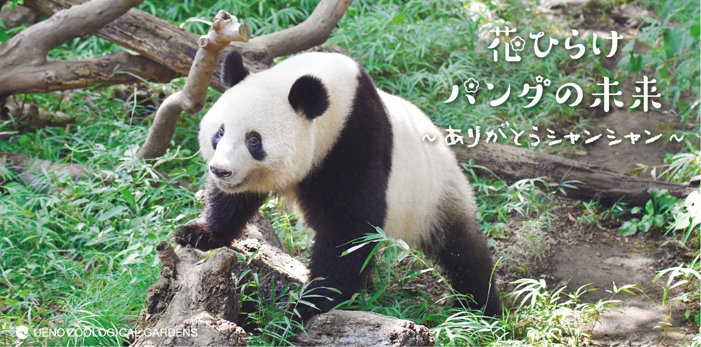 上野動物園 公式 花ひらけパンダの未来 第２弾は シャンシャン特別壁紙をプレゼント 誕生からずっとシャンシャンを支えてくださったみなさまへ 感謝の気持ちを込めてシャンシャンの成長を追った壁紙をプレゼントします パソコンやスマートフォンなど