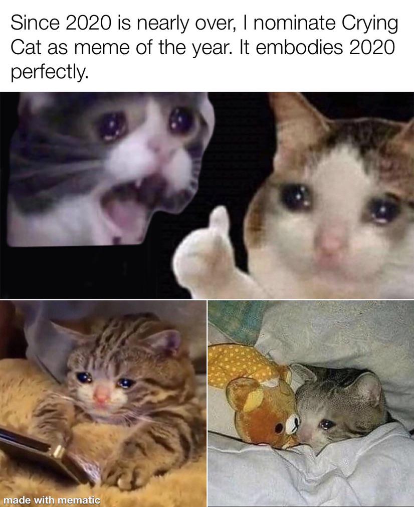 The Same Crying Cat Meme Every Day