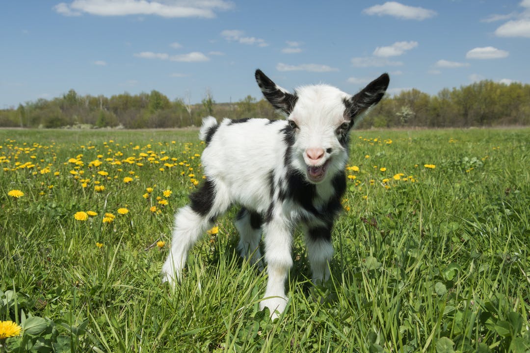 AFARmedia's tweet image. Baby goat &amp;amp; sheep webcams to help you through #ElectionWeek: bit.ly/35Vljux