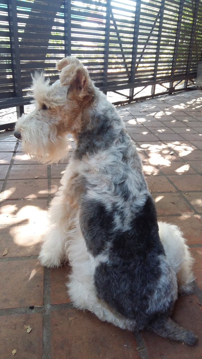 anitagill7's tweet photo. yo re preocupada buscรกndole a mi perrito por las bombas y รฉl re chill durmiendo bajo la silla donde yo estaba sentada ๐๐๐ #BBDLC #WireFoxTerrier https://t.co/PkT3eg5LP7
