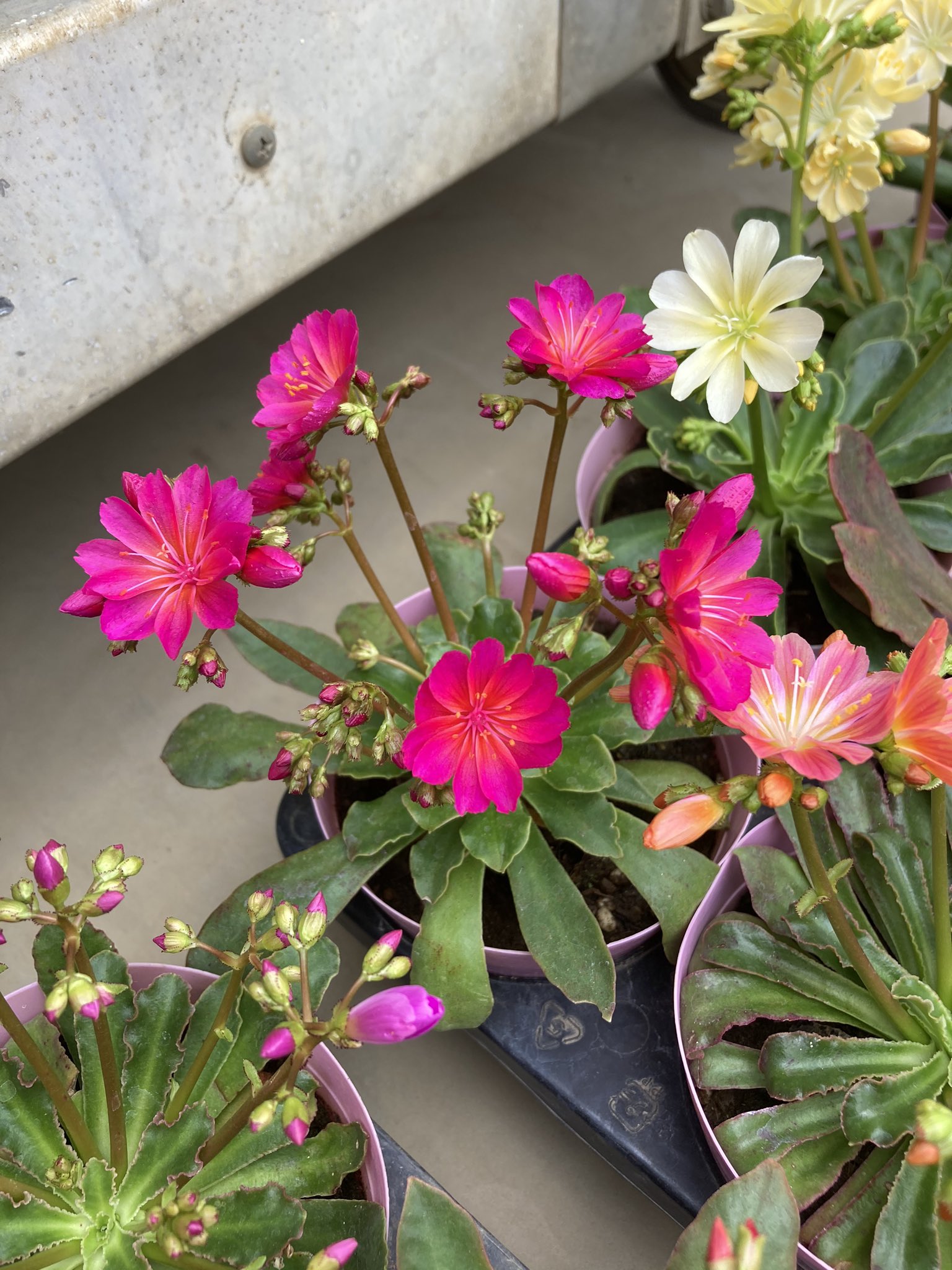 吉田園芸 花壇ハンギング寄せ植え用花苗 数多くのレウィシアを栽培してると 稀にハッとなるような花色に遭遇します 写真だとうまく映らないので残念だけど D T Co Cjobvbbuzq Twitter