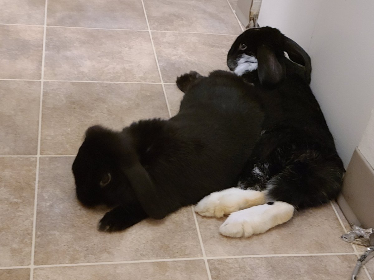 Awwww, they want cuddles