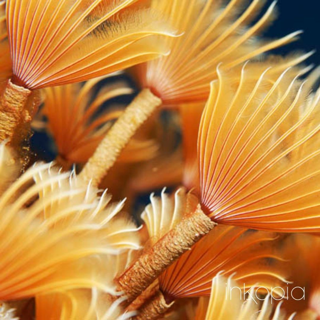inkopialoves's tweet photo. ...the bright colours at the bottom of the ocean.
📸 Photographer: Adrian Stacey
🛍️Purchase directly: https://t.co/jhu2j6IjY6
#photography #marinelife #protectouroceans #inkopia https://t.co/L9Wtt4nGTT