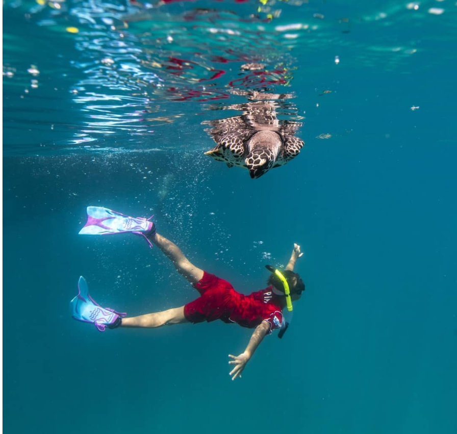 ConservationD's tweet photo. Two youths! 
#HawksbillSeaTurtle

Throwback to a #seaturtle release from our Koh Tao Centre last year @NHRCP
#Turtles have ~1/1,000 chance of surviving to 3yrs of age. Headstart program aim to give each individual a greater chance💪
📸 @UWFilming 
#conservationdiver #conservation https://t.co/JMvr9dHcMA