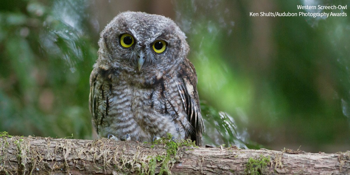 audubonsociety's tweet image. Compact Western Screech-Owls are not much taller than a standard pair of binoculars: bit.ly/3oHfJEN