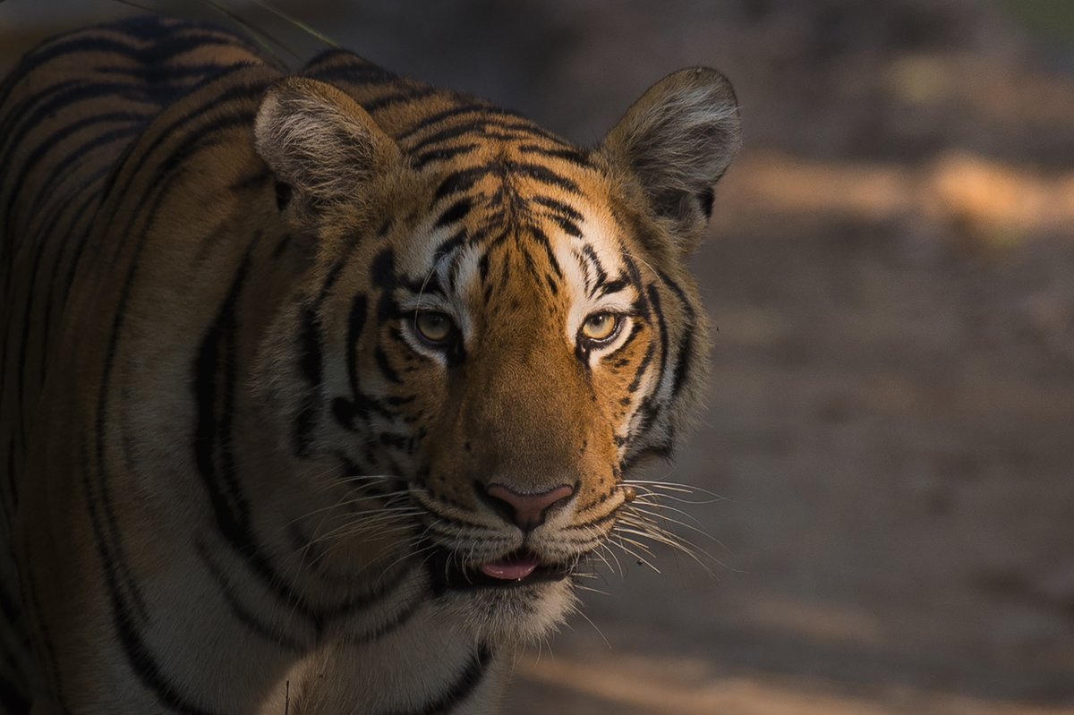 Discovery's tweet photo. A Bengal tiger half in shadow. #TigerTuesday

Photo: Ankit Bansod (@ankit.bansod13/IG) https://t.co/HbpdJu2WbV