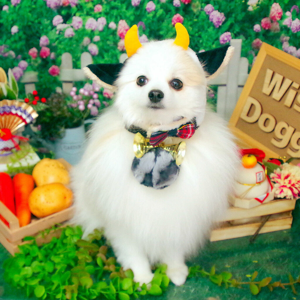 トリミングサロン ワイズドギー Wisedoggy Twitter