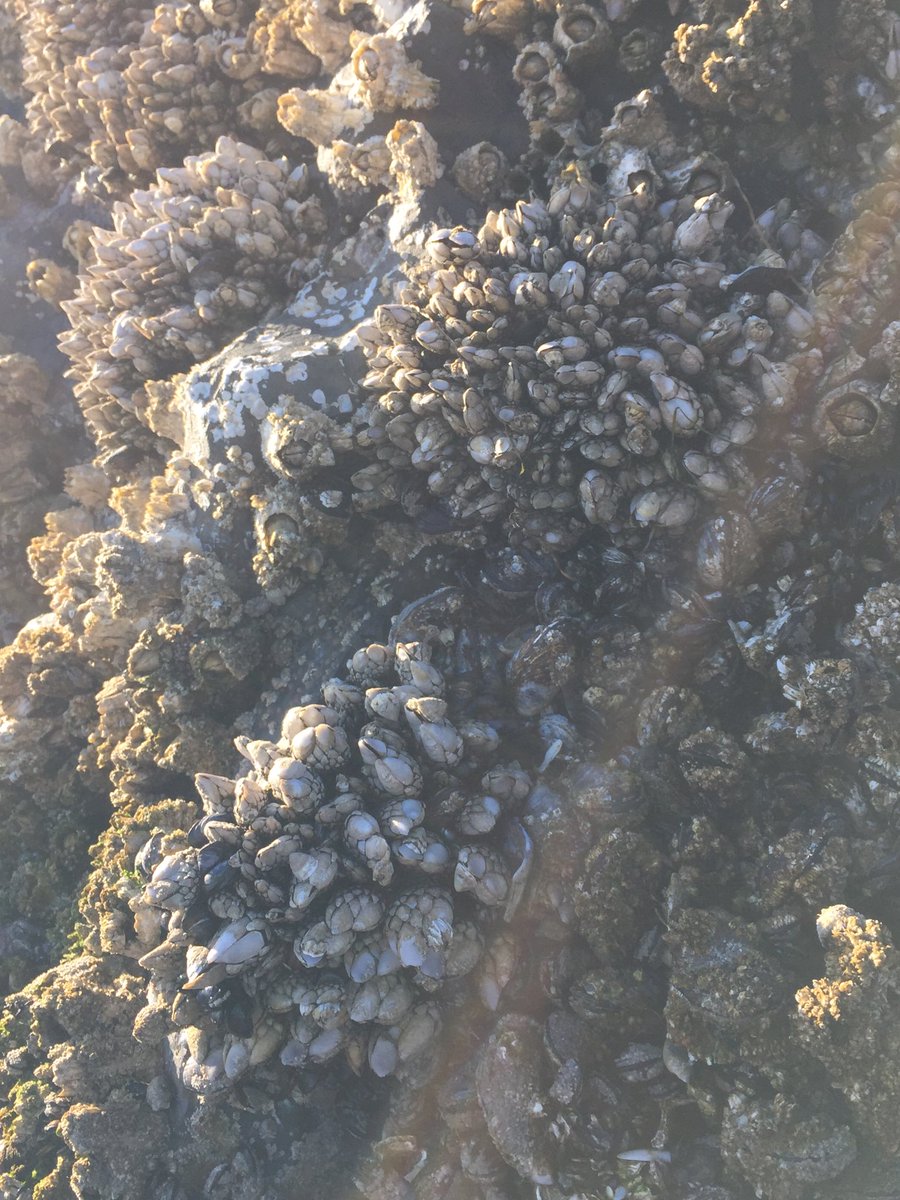 kaomom1010's tweet photo. 干潮で出てきた岩。カメノテらしき生物がいっぱい張り付いてるんですが……😲  

#tidepool #OregonCoast #CannonBeach https://t.co/imlAwdGRGs
