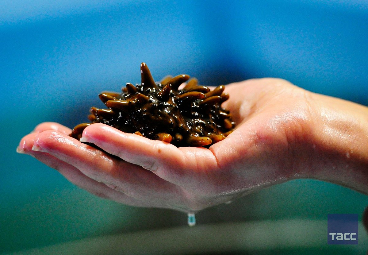 Еж на меду. Мед с ежом. Икра ежа с медом. Морской еж на меду. Еж на меду.