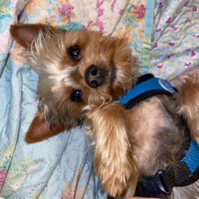 delanie_jo's tweet photo. #NewProfilePic way too obsessed with my pup🥰🥰 https://t.co/D4O0wOuH9v