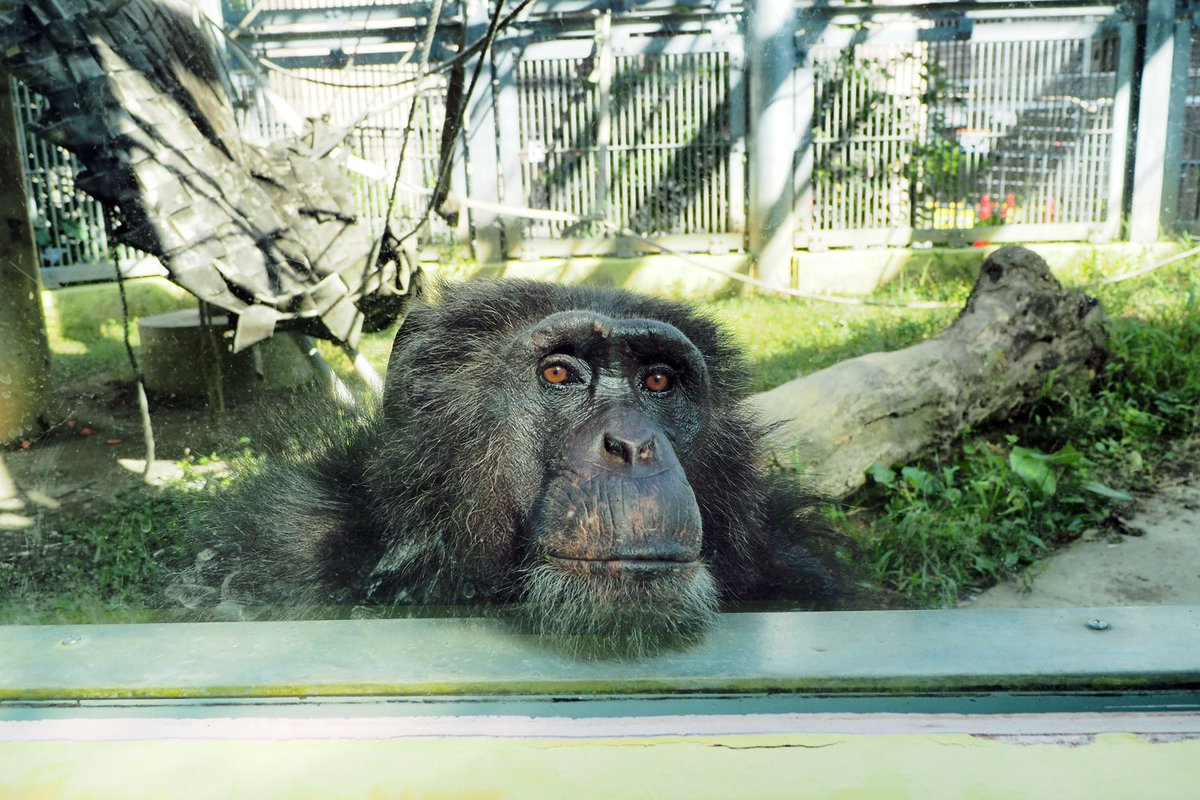 沖縄こどもの国 Okinawa Zoo Museum 公式 視線を感じる 開園前 チンパンジー親子を撮影していると 何やら感じる視線 向かいの展示場にいるお父さんのギンでした ごめん 最近親子の写真ばっかり撮ってました ギンのこともちゃんと見てるよ