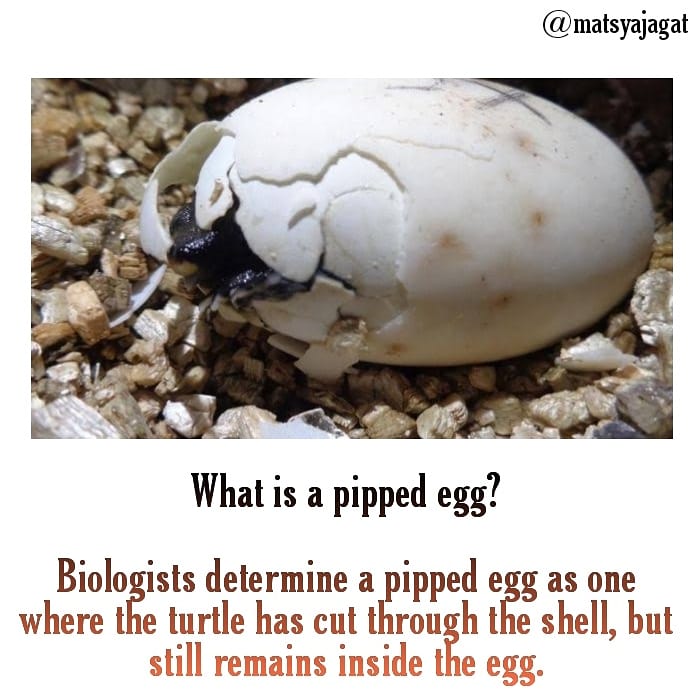 MatsyaJ's tweet photo. A pipped egg is one in which the turtle cuts through the egg shell, but does not exit the egg. Inventory data include the num- ber of SAGs (Bell et al., 2003), but they are not counted as part of hatching success as they never contain yolks or embryos.
#matsyajagat #turtleeggs https://t.co/U0Ebso1qJ6