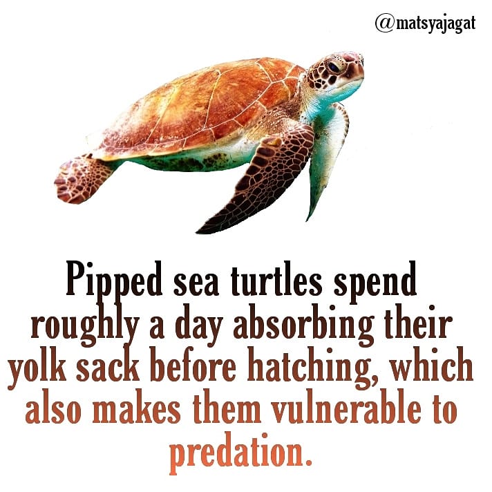 MatsyaJ's tweet photo. A pipped egg is one in which the turtle cuts through the egg shell, but does not exit the egg. Inventory data include the num- ber of SAGs (Bell et al., 2003), but they are not counted as part of hatching success as they never contain yolks or embryos.
#matsyajagat #turtleeggs https://t.co/U0Ebso1qJ6