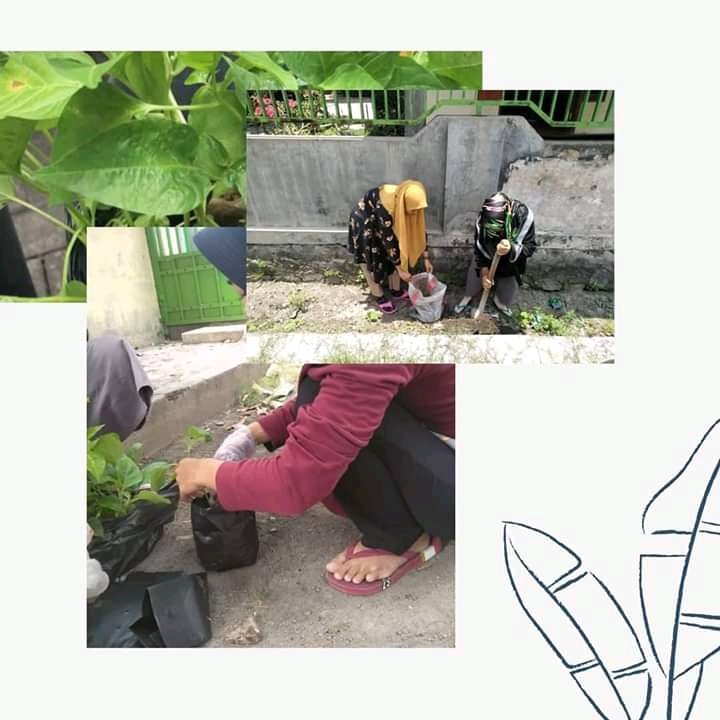 SyafitriiUlfa's tweet photo. KKN-T KERSODARMA
Minggu ke 4
Kegiatan ke 2

Melakukan penanaman dan penyaluran bibit Lombok kepada masyarakat sekitar

#banggaiainsurakarta
#kkntkersodarma
#kkntkersodarmakelompok170
#kkntkersodarmamingguke4
@Lp2mS 
@Mas_Okip https://t.co/DanVONSaE9