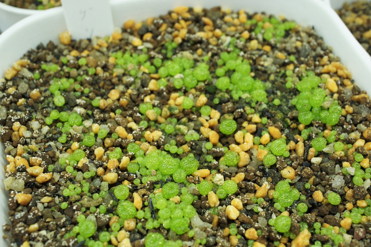 ジェマフォリア 多肉植物メインの植物店 みずみずしすぎる実生ブルゲリたち 他のメセンたちはハウスの自然光で育てていますが こちらはお店のledの下で管理中 ハウスでブルゲリが即枯れしたトラウマがあって 屋外管理してみたいけど躊躇してしまい ジェマフォリア 多肉植物メインの植物店 みずみずしすぎる実生ブルゲリたち 他のメセンたちはハウスの自然光で育てていますが こちらはお店のledの下で管理中 ハウスでブルゲリが即枯れしたトラウマがあって 屋外管理してみたいけど躊躇してしまい