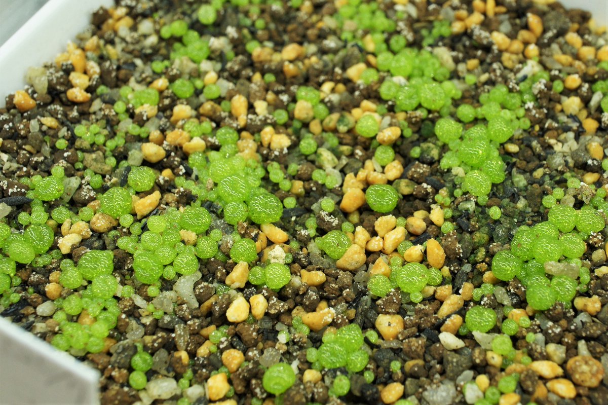 ジェマフォリア 多肉植物メインの植物店 みずみずしすぎる実生ブルゲリたち 他のメセンたちはハウスの自然光で育てていますが こちらはお店のledの下で管理中 ハウスでブルゲリが即枯れしたトラウマがあって 屋外管理してみたいけど躊躇してしまい