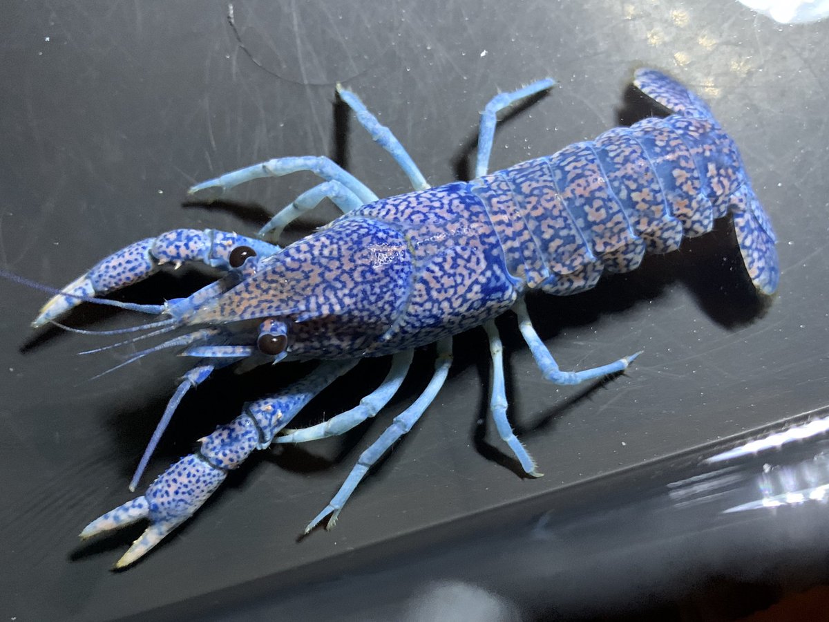 ペットショップパール 11 2より アメリカザリガニとニホンザリガニを除く全てのザリガニが特定外来生物に指定されてしまいました そのため パールでのこれからのザリガニ販売はアメリカザリガニのみとなります 画像のようなヒルスタスやバスキューザの ペットショップパール 11 2より アメリカザリガニとニホンザリガニを除く全てのザリガニが特定外来生物に指定されてしまいました そのため パールでのこれからのザリガニ販売はアメリカザリガニのみとなります 画像のようなヒルスタスやバスキューザの