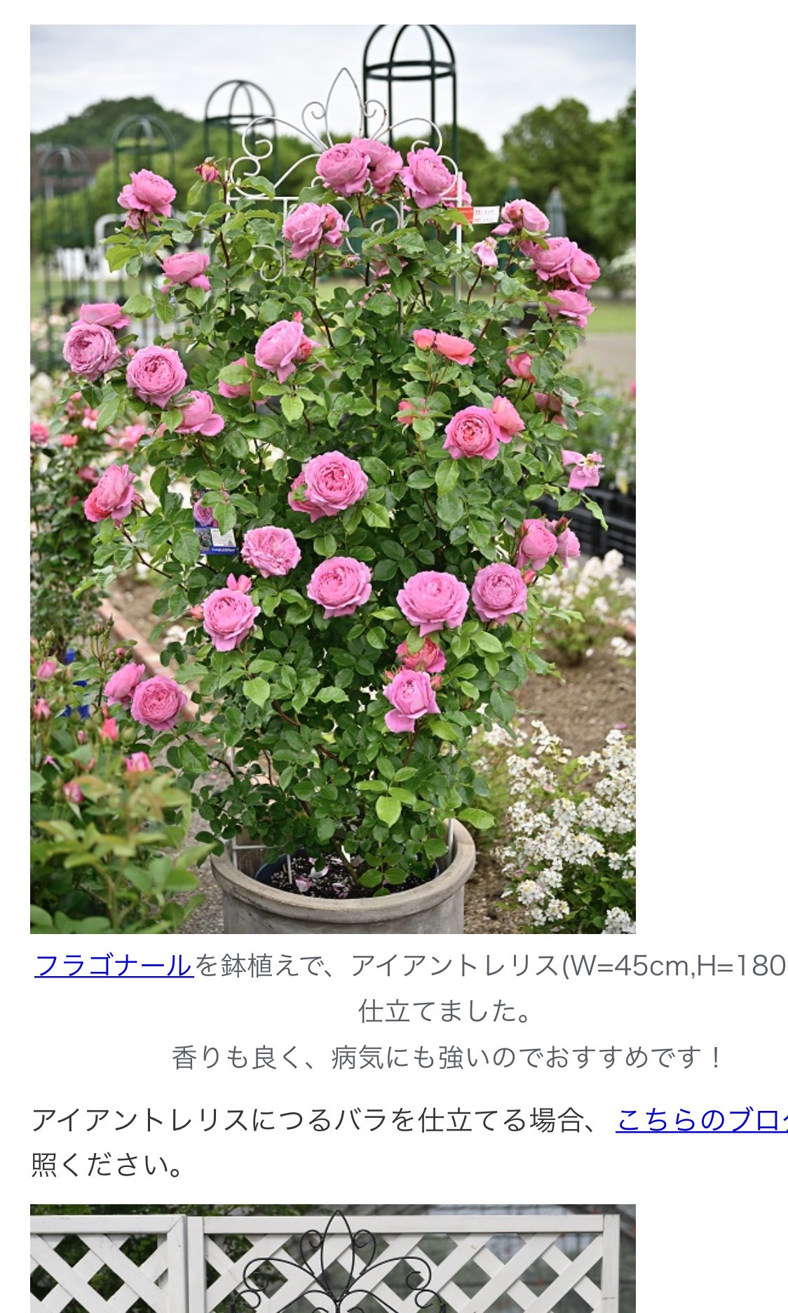 らん はなはなショップさん 花ごころさん のフラゴナールほんとすごすぎでしょっていつも思ってる うちのフラゴナールもこちらで購入させて頂いたので いつかは 今年いちばん元気に成長してくれたばらちゃんです らん はなはなショップさん 花ごころさん のフラゴナールほんとすごすぎでしょっていつも思ってる うちのフラゴナールもこちらで購入させて頂いたので いつかは 今年いちばん元気に成長してくれたばらちゃんです