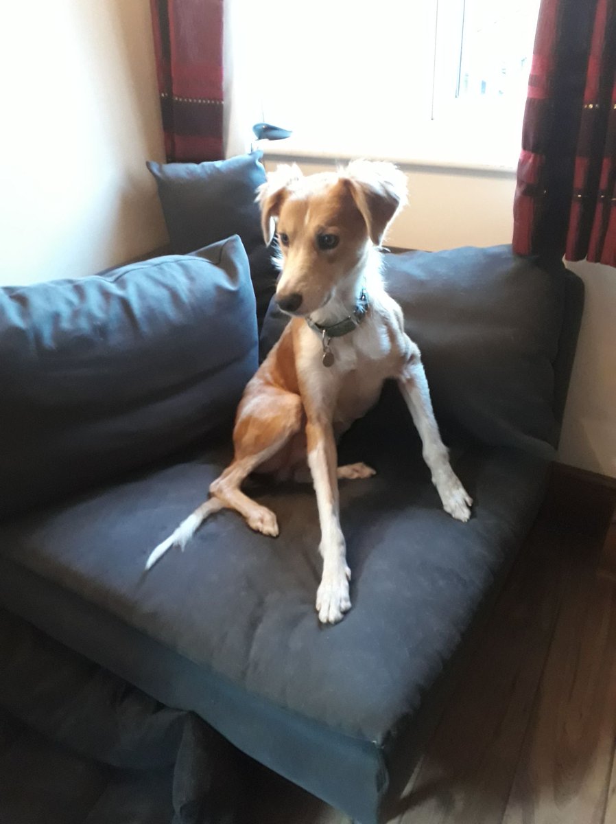 Rico 3 yr old male Lurcher, he's 
good with all dogs, house trained 
and needs to live with another dog, 
would like someone around most 
of the time, adopt him from  
<a href="/EGLR1/">EGLR</a> UK #rehomehour
