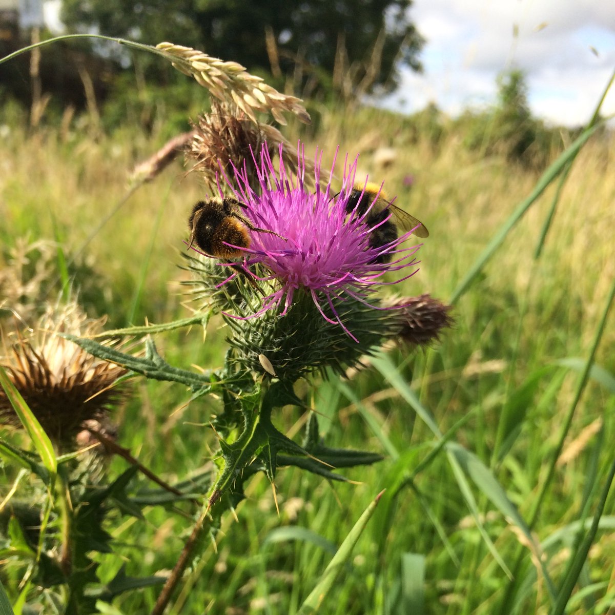 Collings Park Trust tweet media