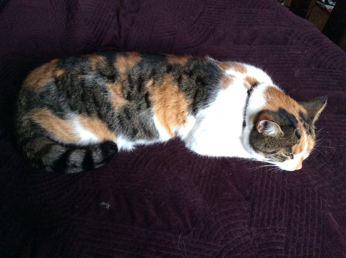 LittleTess3's tweet photo. Fwends, I iz sad 😿Sisnofur haz bin tolds dat she bin expozed to Covid &amp; mus kwaranteen fu 10 days. Mumfy iz a hi risk purrson so it be diffikult az we livs in a smol howse. She can’t tuch me iver coz kats duz gets it😿. I hopes yoo haz a happier day coz I lubs yoo all♥️#ECC https://t.co/iZAdnaQDUW