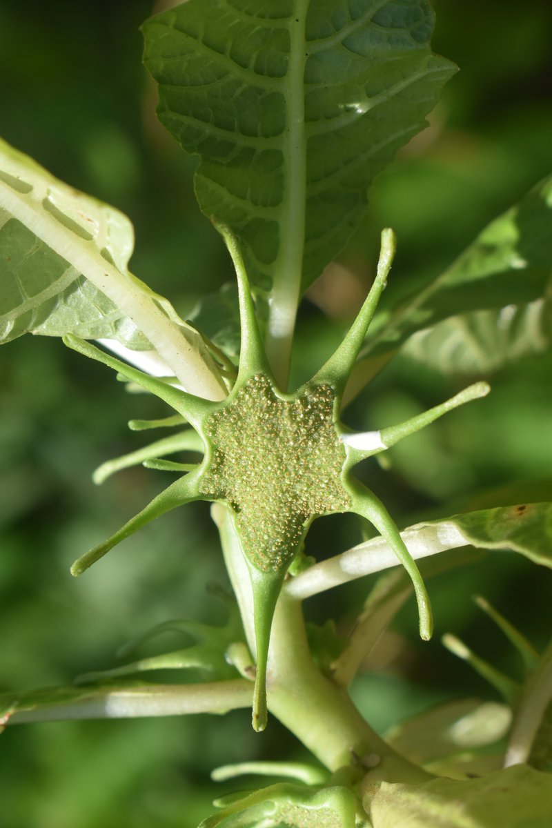 The East African Herbarium (EA) tweet media
