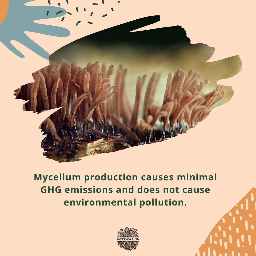 50 Billion Tonnes. That's how much #GHG is emitted by us every year. Switch to #FutureFood #Mycelium that makes us responsible citizens, indulging in #sustainability. #Mycovation presenting you a healthy future using #mycelium. 
#altprotein #saveearth #nature #foodtech