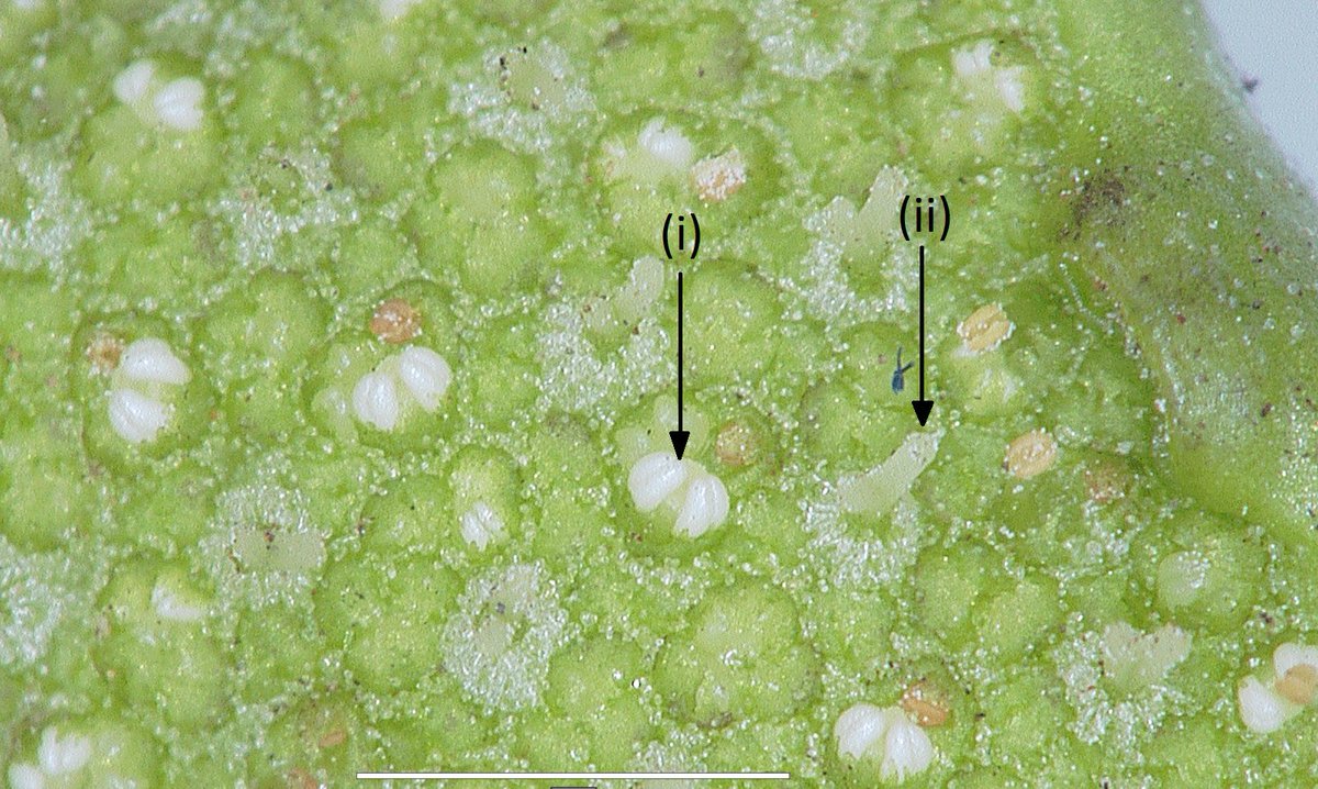 The East African Herbarium (EA) tweet media