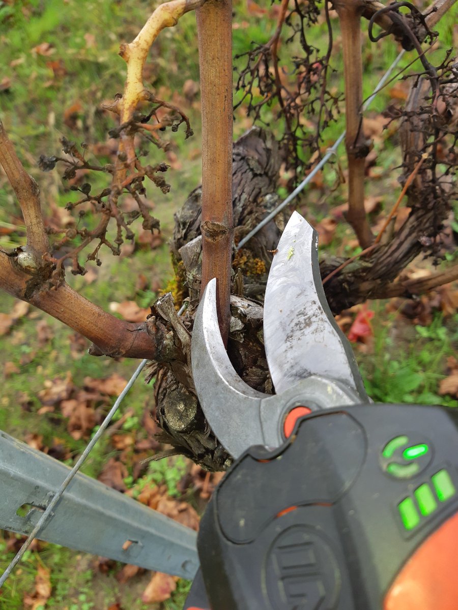 PascalNerbesson's tweet photo. Pas de confinement ni de couvre-feu pour la #Vigne ! Saison de #taille c'est parti ! N'oubliez pas, le bien #manger et le bien #boire, c'est indispensable pour garder le moral !  🍷🍷🍷#onsaccroche #LaVigneContinue #InVinoVeritas #Wine #Bordeaux #Vignoble #AuFront https://t.co/5fdWJHaYTy
