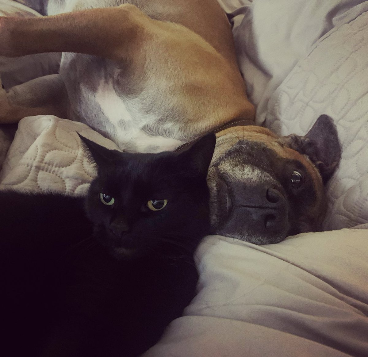 Gemma Maria Perez tweet media