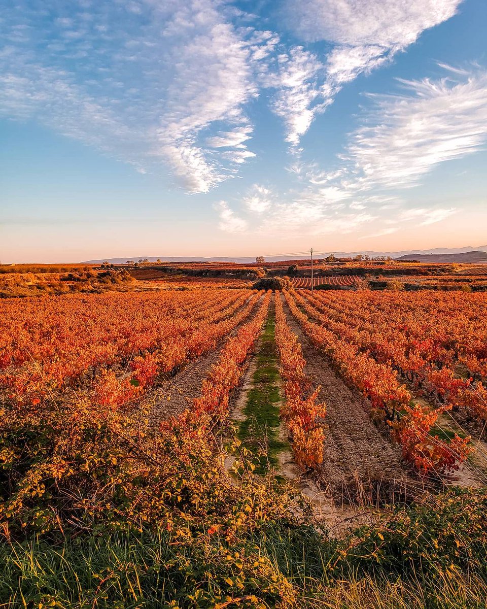 bilbaorioja's tweet photo. Labastida en #RiojaAlavesa

📷 @Thabuca Wine Tours. https://t.co/BwCRM5dfQj