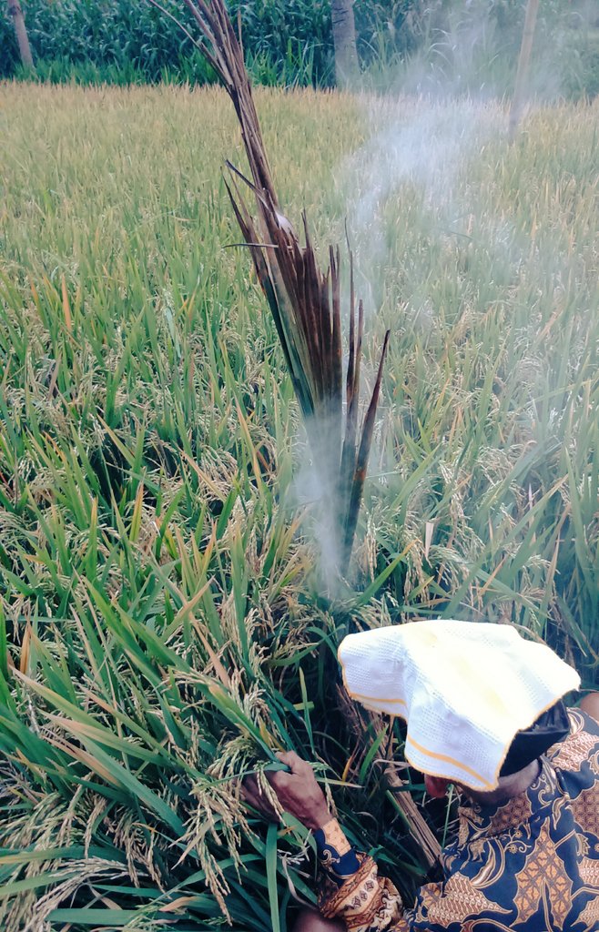 tjahtipis's tweet photo. Siang ini ke sawah acara metil yg berarti sebantar lagi padi akan dipanen.Ini adat di tempat tinggalku yg sampai saat ini kami masih melestarikanya.Tujuan kami disini menyampaikan rasa terimakasih ke Tuhan,atas segala limpahan-Nya kepada kami #Metil https://t.co/aAPcsMOvby