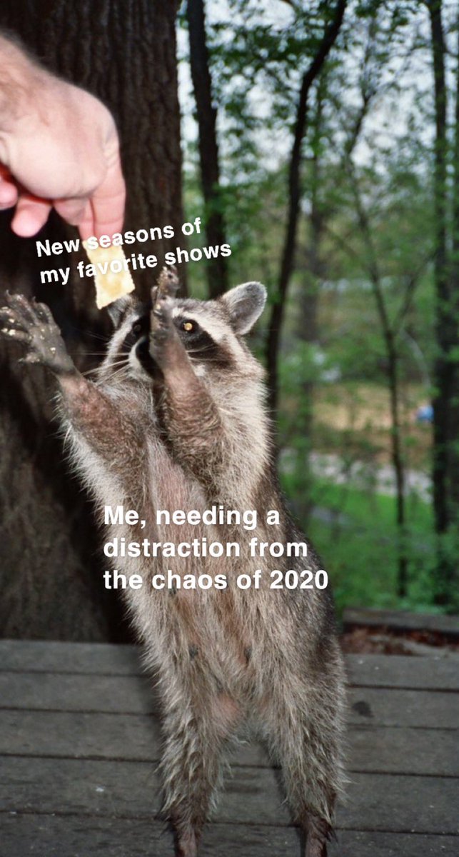 KaylaHitsTweet's tweet photo. The only thing keeping me sane right now #MCO335 #YearningRacoon https://t.co/Fz6Rw9hHLM