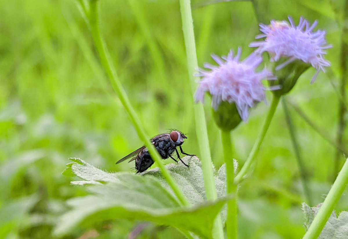 KayasethV's tweet image. Google Pixel
SmartPhone Device