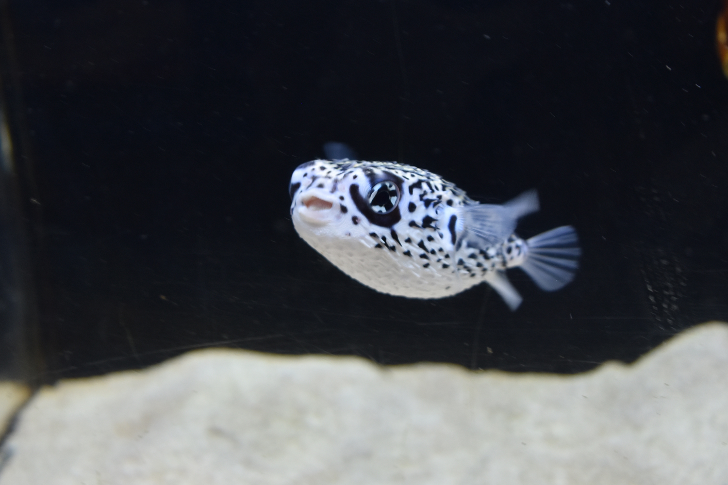 553 目がばってんみたいでかわいいお魚 ウォット T Co Jphr7mjb8o Twitter