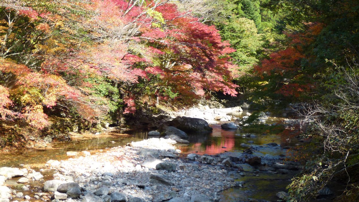 一般社団法人 日之影町観光協会 紅葉状況 本日の見立渓谷の紅葉状況です 今週末にかけて見頃を迎えるのではないかと予想しています 見立渓谷 紅葉 ドライブ 九州 宮崎 日之影町 日之影 一般社団法人 日之影町観光協会 紅葉状況 本日の見立渓谷の紅葉状況です 今週末にかけて見頃を迎えるのではないかと予想しています 見立渓谷 紅葉 ドライブ 九州 宮崎 日之影町 日之影