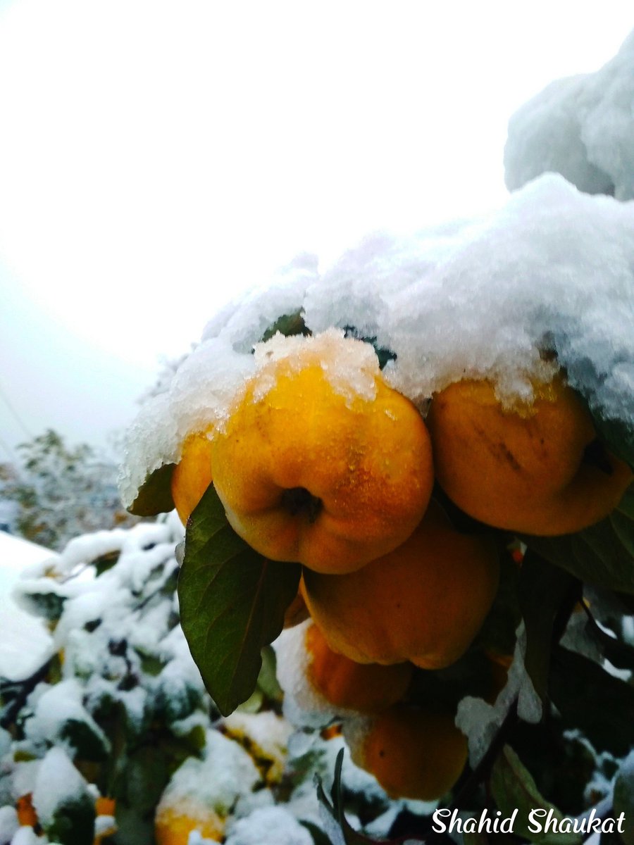 Shahid_Shaukat_'s tweet photo. From the memories of 2018
#earlysnowfall
Date :3 November 2018
L :34.35°N- 74.24°E https://t.co/DwRa1NzsiG