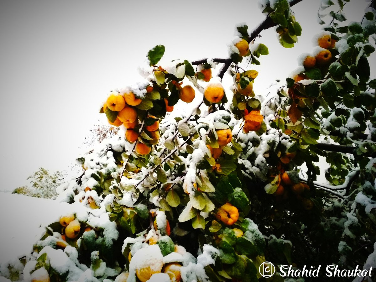 Shahid_Shaukat_'s tweet photo. From the memories of 2018
#earlysnowfall
Date :3 November 2018
L :34.35°N- 74.24°E https://t.co/DwRa1NzsiG